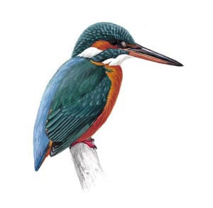 Picture of Kingfisher bird